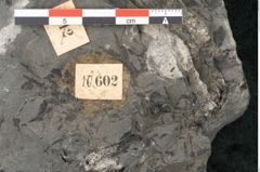 Foto (Detailansicht) von Zamiostrobus lunzensis Ettingshausen (NHMW-GEO-2024-0188-10602)